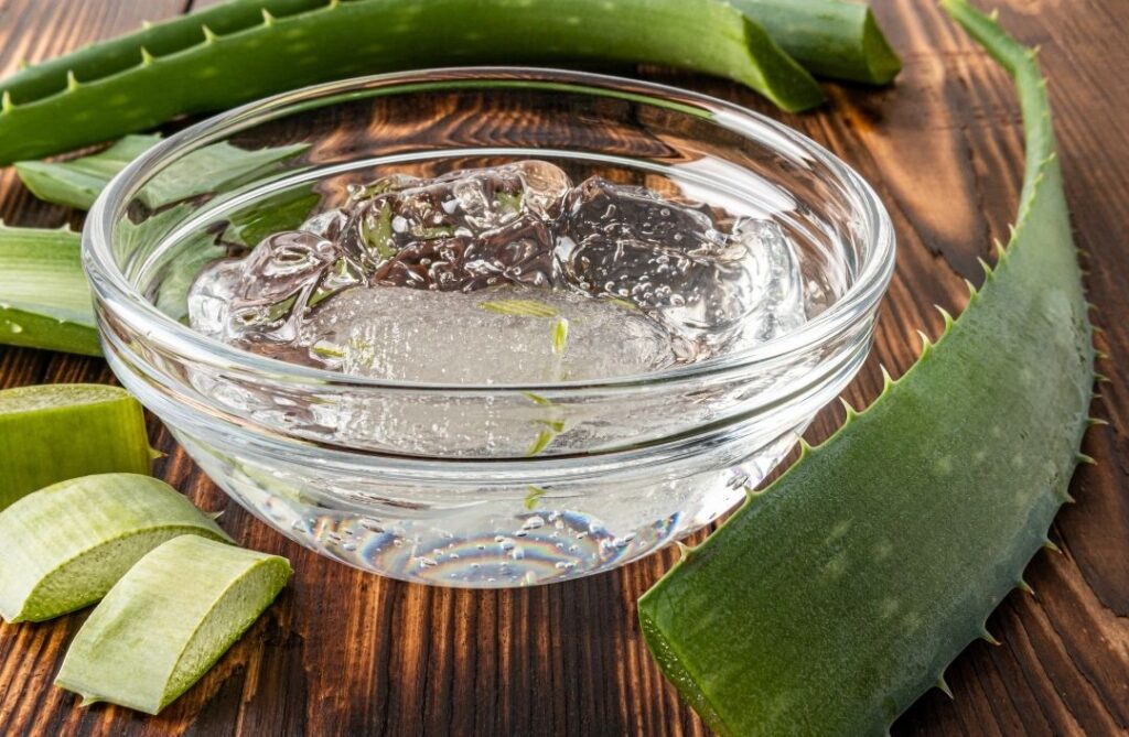 image of aloe vera