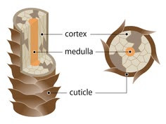 Illustration showing the raised cuticle structure of high-porosity hair.