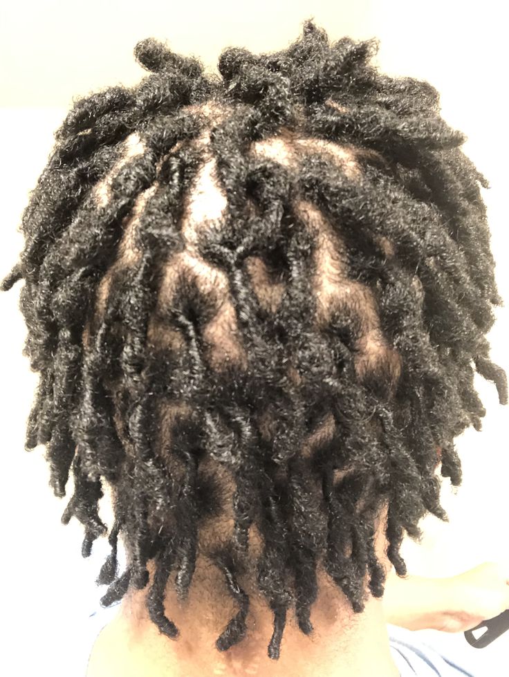 Developing starter locs showing early stages of the locking process